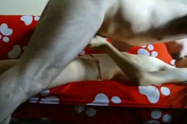 Live ABG Bispak Jakarta Hotel Bintang Lima Skandal Viral WOT